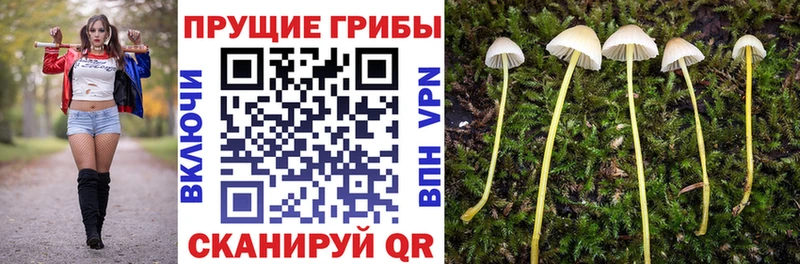 Псилоцибиновые грибы Cubensis купить сайты Анадырь